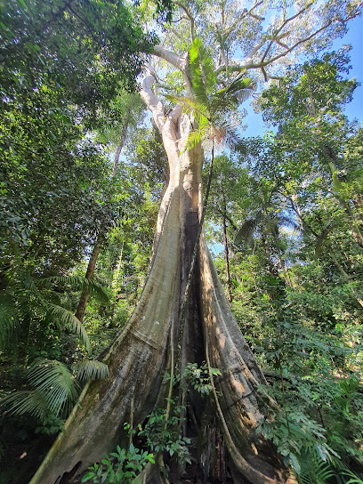 Broadwater camping area, Abergowrie State Forest