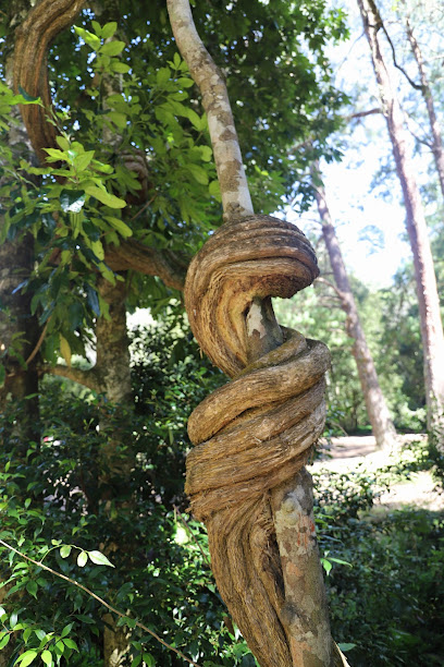 Coachwood camping area