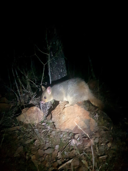 Nundubbermere Falls camping area