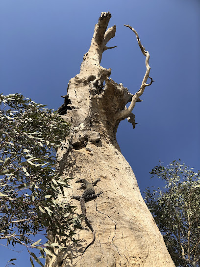 Merbein Common